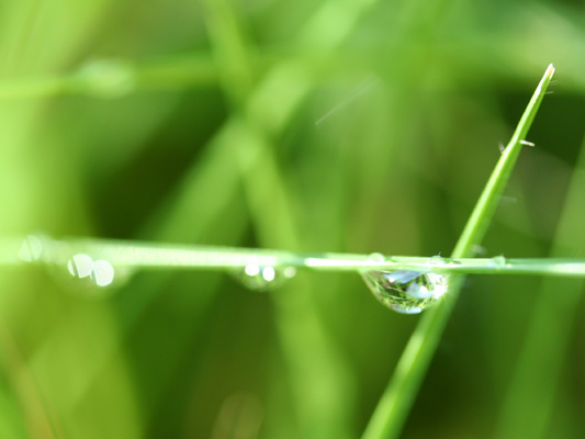 green203-草むらの光-tennokeppen.jpg